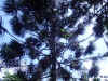detalhe da copa de Araucaria angustifolia