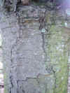 tronco de Araucaria angustifolia