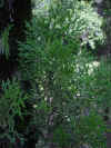 ramo thuja occidentalis.JPG (156025 bytes)