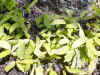 plantulas caryota urens.JPG (158264 bytes)