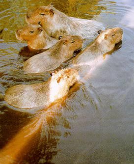 Capivara