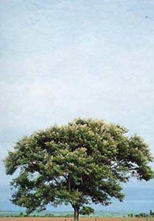 Acacia Polyphylla