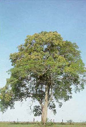 Ocotea Corymbosa