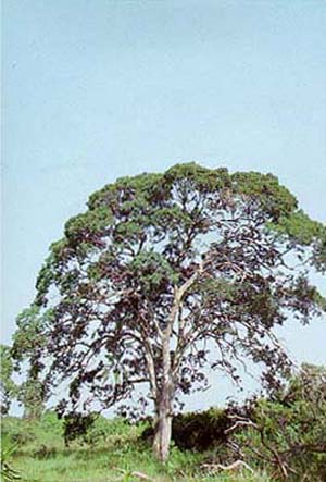 Ocotea Catharinensis