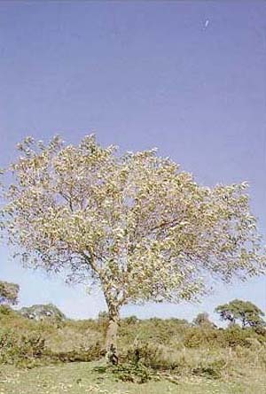 Solanum lycocarpum