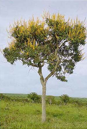 vochysia cinnamomea