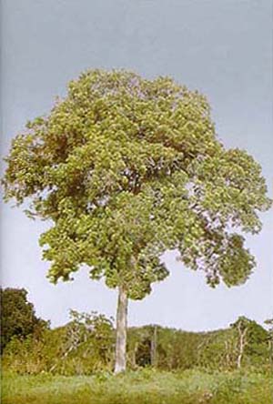 Zanthoxylum pohlianum