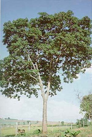 Zanthoxylum riedelianum